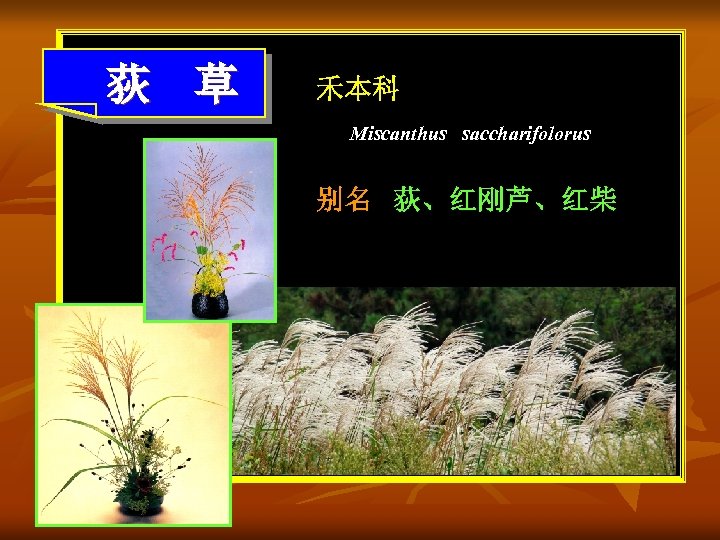 荻 草 禾本科 Miscanthus saccharifolorus 别名 荻、红刚芦、红柴 