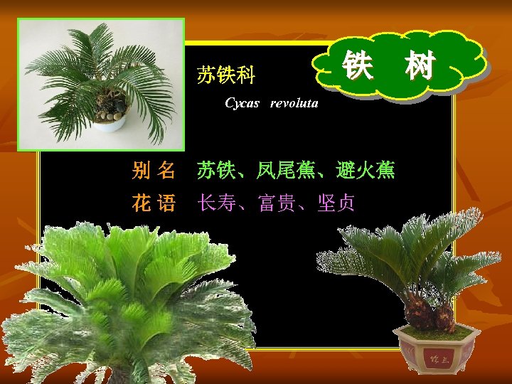 苏铁科 铁 树 Cycas revoluta 别 名 苏铁、凤尾蕉、避火蕉 花 语 长寿、富贵、坚贞 