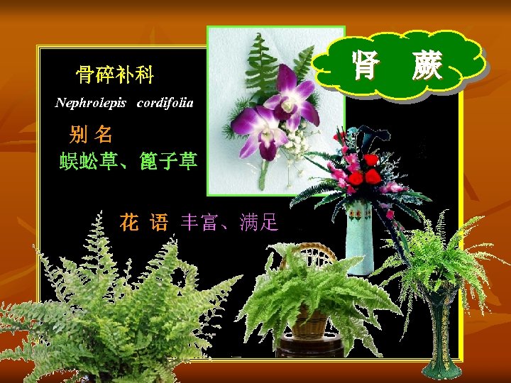 骨碎补科 Nephrolepis cordifolia 别名 蜈蚣草、篦子草 花 语 丰富、满足 肾 蕨 