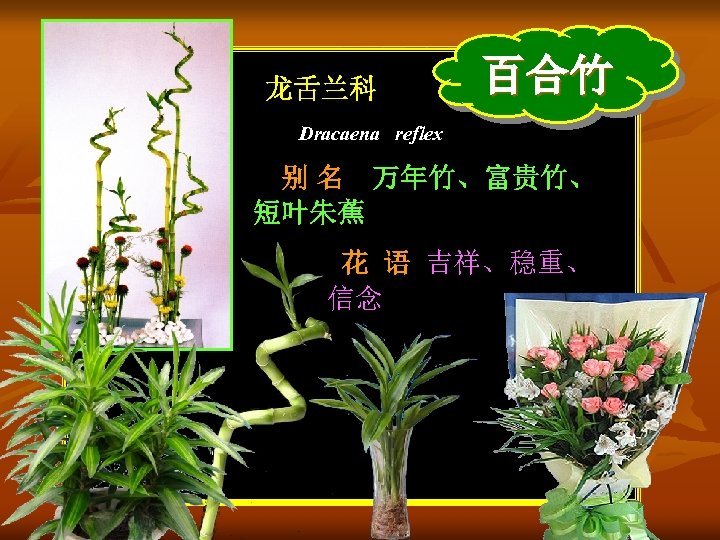 龙舌兰科 百合竹 Dracaena reflex 别 名 万年竹、富贵竹、 短叶朱蕉 花 语 吉祥、稳重、 信念 