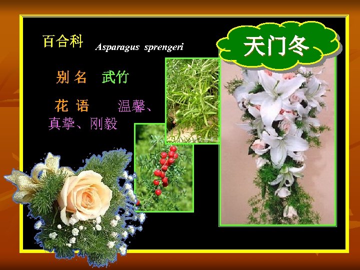 百合科 Asparagus sprengeri 别 名 武竹 花 语 温馨、 真挚、刚毅 天门冬 