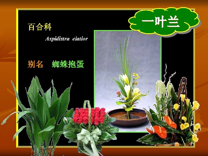 百合科 Aspidistra elatior 别名 蜘蛛抱蛋 一叶兰 