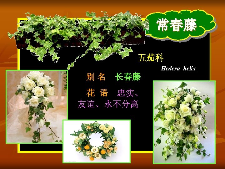 常春藤 五茄科 Hedera helix 别 名 长春藤 花 语 忠实、 友谊、永不分离 