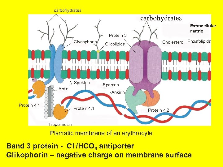 carbohydrates Extracellular matrix Protein 3 Glycophorin ß -Spektrin Actin Protein 4, 1 Cholesterol Phosfolipids