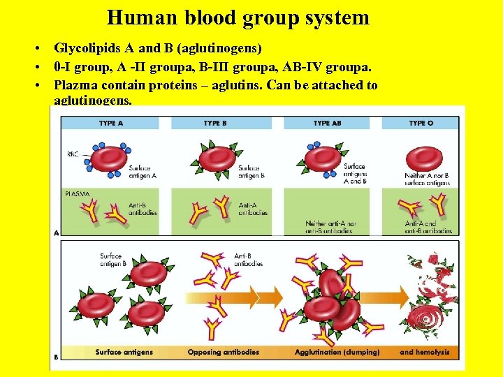 Human blood group system • Glycolipids A and B (aglutinogens) • 0 -I group,