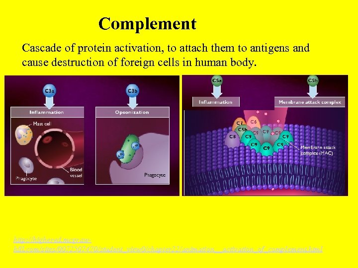 Complement Cascade of protein activation, to attach them to antigens and cause destruction of