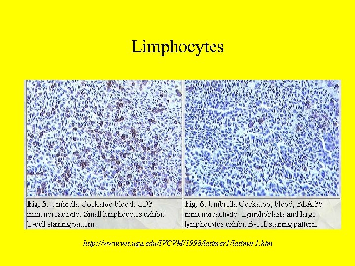 Limphocytes http: //www. vet. uga. edu/IVCVM/1998/latimer 1. htm 