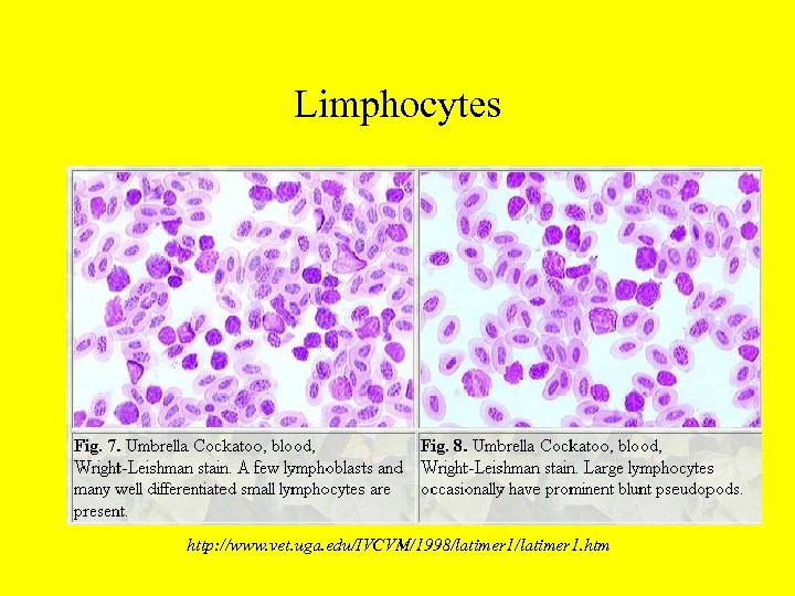 Limphocytes http: //www. vet. uga. edu/IVCVM/1998/latimer 1. htm 