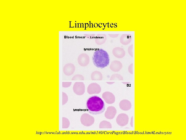 Limphocytes http: //www. lab. anhb. uwa. edu. au/mb 140/Core. Pages/Blood. htm#Leukocytes 