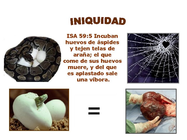 ISA 59: 5 Incuban huevos de áspides y tejen telas de araña; el que