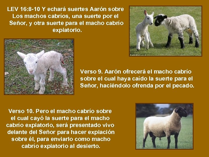 LEV 16: 8 -10 Y echará suertes Aarón sobre Los machos cabríos, una suerte