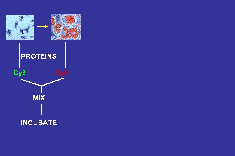 PROTEINS Cy 3 Cy 5 MIX INCUBATE 