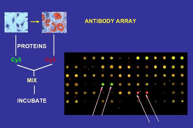 ANTIBODY ARRAY PROTEINS Cy 3 Cy 5 MIX INCUBATE 