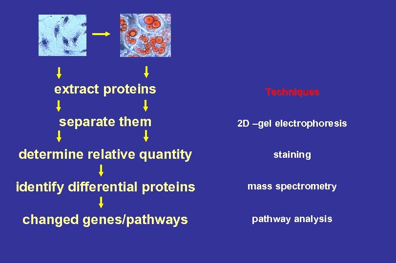extract proteins Techniques separate them 2 D –gel electrophoresis determine relative quantity staining identify