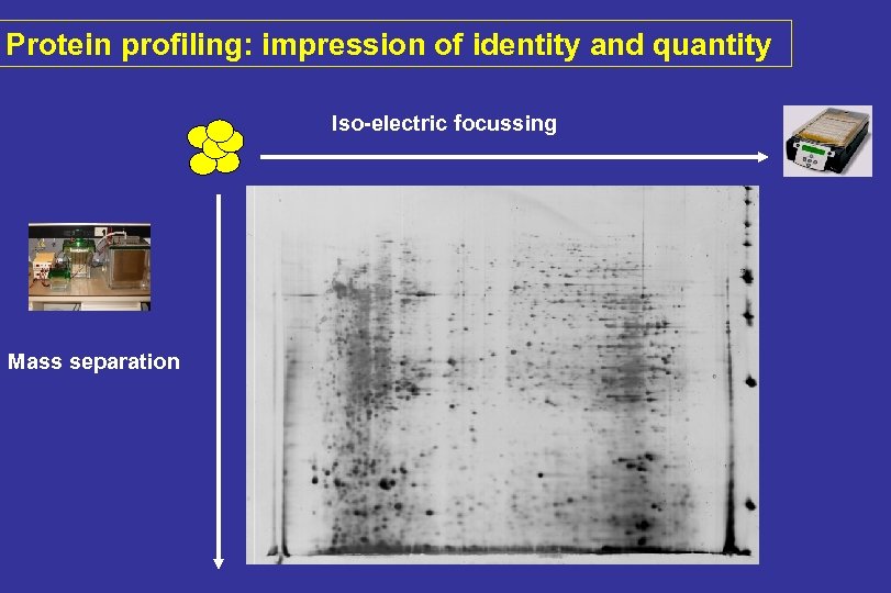 Protein profiling: impression of identity and quantity Iso-electric focussing Mass separation 