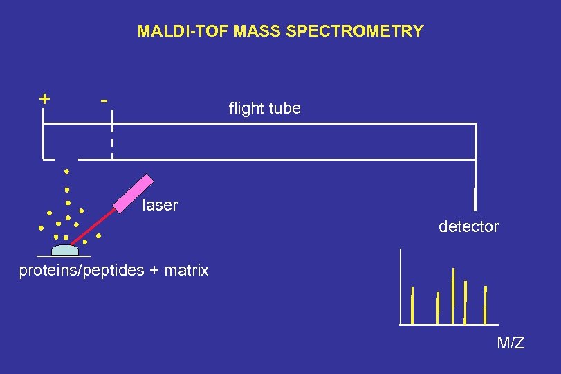 MALDI-TOF MASS SPECTROMETRY + - flight tube laser detector proteins/peptides + matrix M/Z 