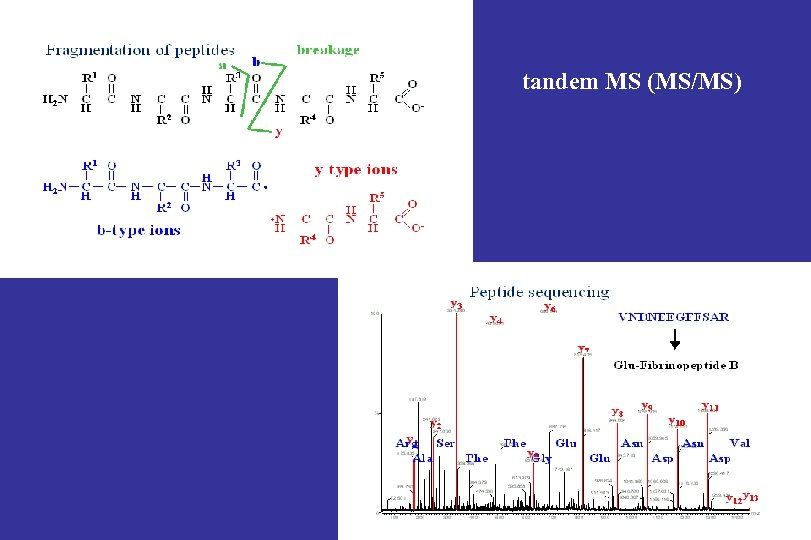 tandem MS (MS/MS) 