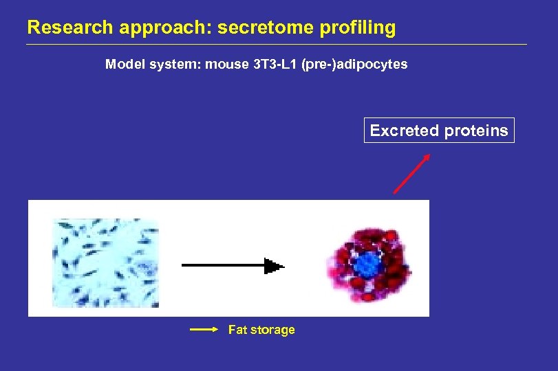Research approach: secretome profiling Model system: mouse 3 T 3 -L 1 (pre-)adipocytes Excreted