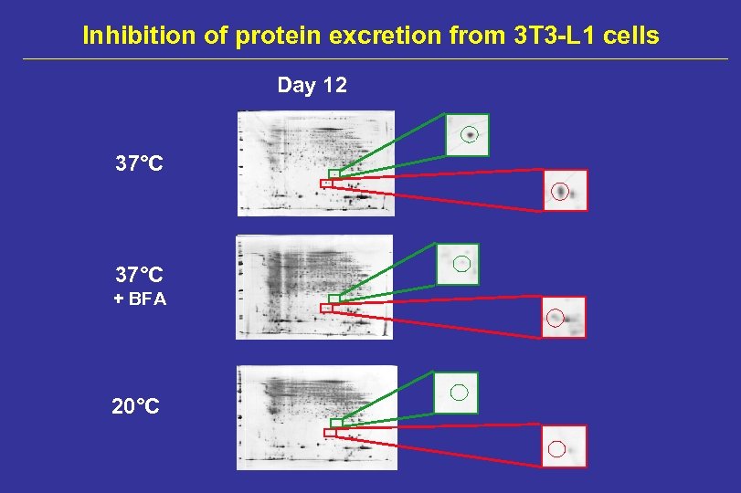 Inhibition of protein excretion from 3 T 3 -L 1 cells Day 12 37°C