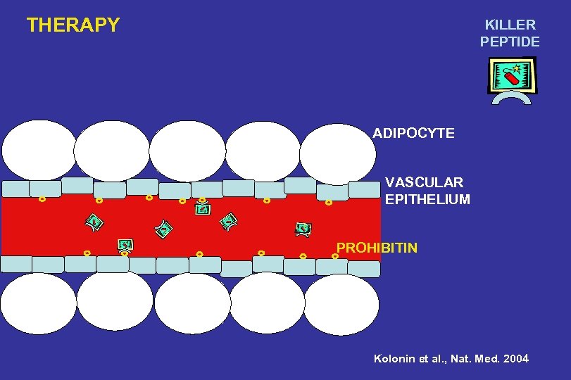 THERAPY KILLER PEPTIDE ADIPOCYTE VASCULAR EPITHELIUM PROHIBITIN Kolonin et al. , Nat. Med. 2004