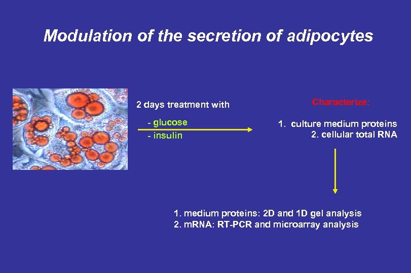 Modulation of the secretion of adipocytes 2 days treatment with - glucose - insulin