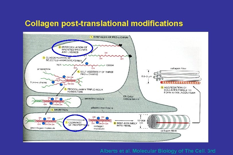 Collagen post-translational modifications Alberts et al. Molecular Biology of The Cell. 3 rd 