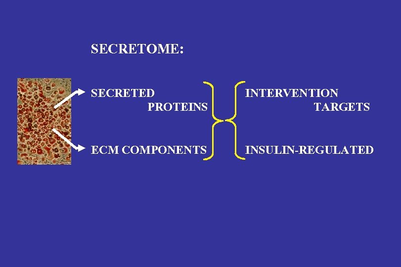 SECRETOME: SECRETED PROTEINS INTERVENTION TARGETS ECM COMPONENTS INSULIN-REGULATED 