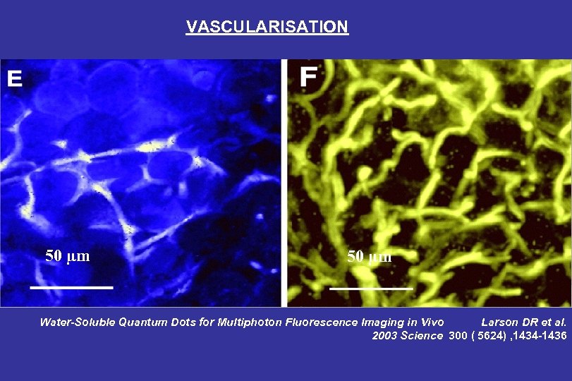 VASCULARISATION 50 µm Water-Soluble Quantum Dots for Multiphoton Fluorescence Imaging in Vivo Larson DR