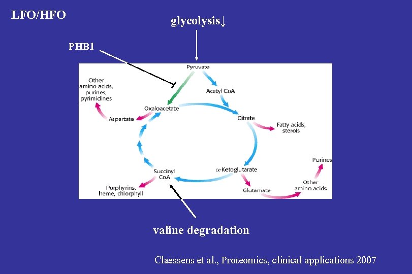 LFO/HFO glycolysis↓ PHB 1 valine degradation Claessens et al. , Proteomics, clinical applications 2007