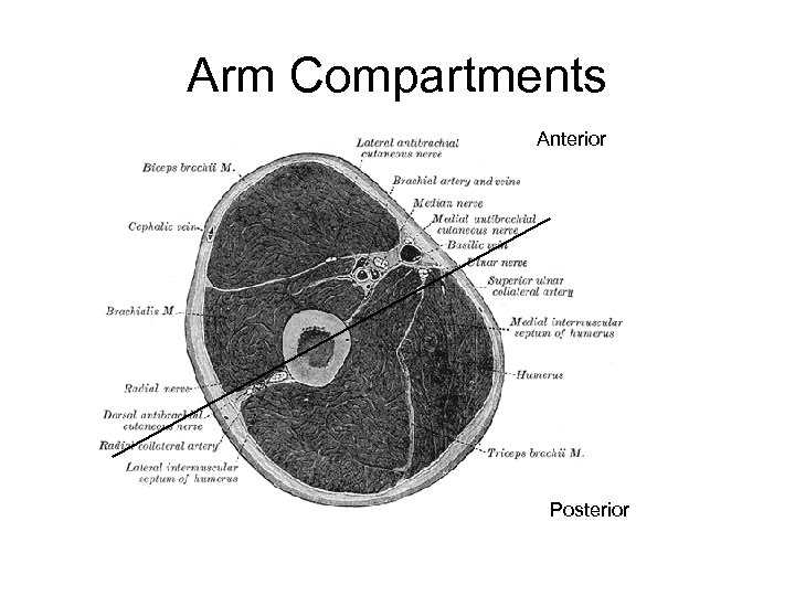 Arm Compartments Anterior Posterior 