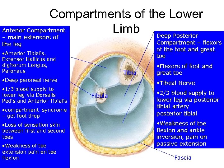 Compartments of the Lower Anterior Compartment Limb Deep Posterior – main extensors of the