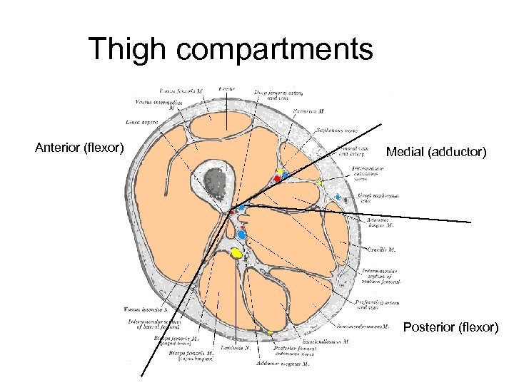Thigh compartments Anterior (flexor) Medial (adductor) Posterior (flexor) 