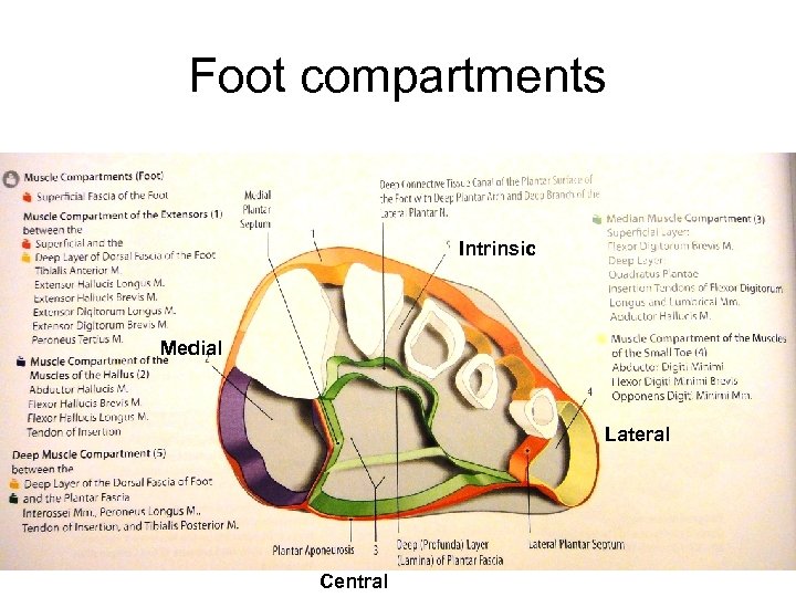 Foot compartments Intrinsic Medial Lateral Central 