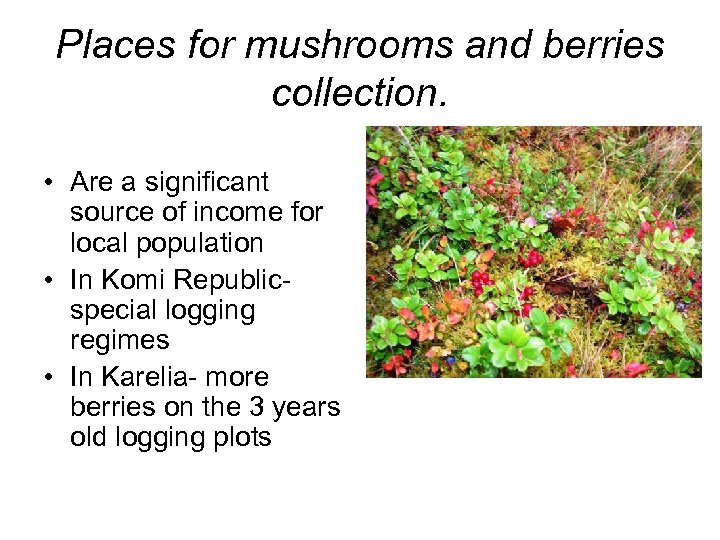 Places for mushrooms and berries collection. • Are a significant source of income for