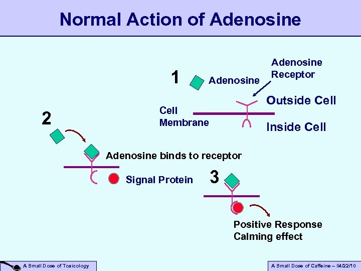 Normal Action of Adenosine 1 2 Adenosine Receptor Outside Cell Membrane Inside Cell Adenosine