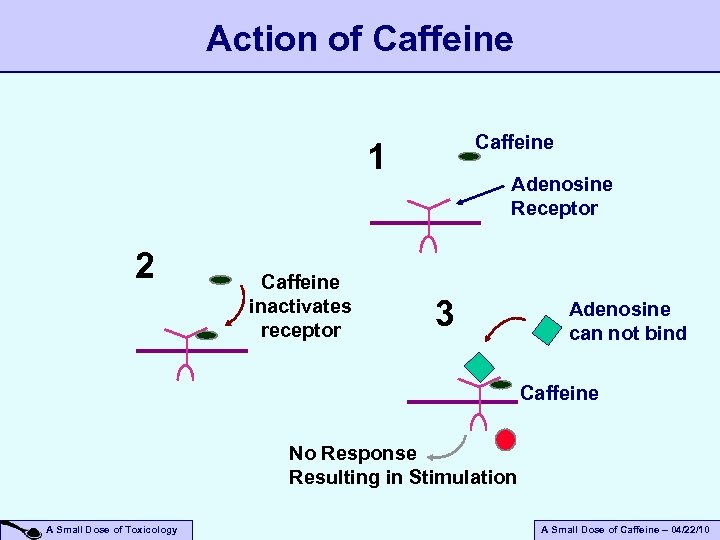 Action of Caffeine 1 2 Caffeine inactivates receptor Adenosine Receptor 3 Adenosine can not