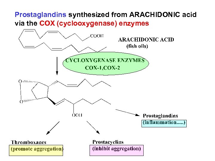 Prostaglandins synthesized from ARACHIDONIC acid via the COX (cyclooxygenase) enzymes 