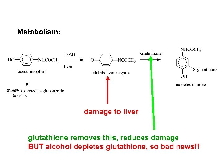 Metabolism: damage to liver glutathione removes this, reduces damage BUT alcohol depletes glutathione, so