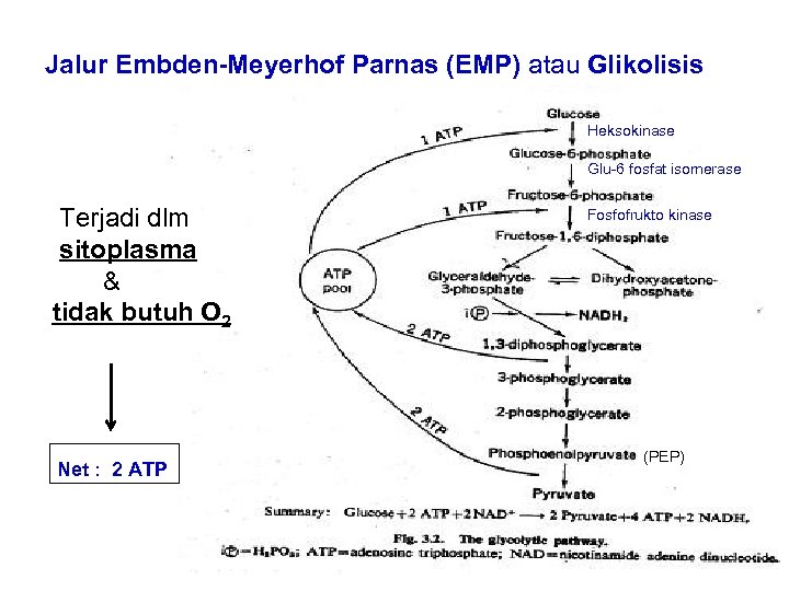 Jalur Embden-Meyerhof Parnas (EMP) atau Glikolisis Heksokinase Glu-6 fosfat isomerase Terjadi dlm sitoplasma &