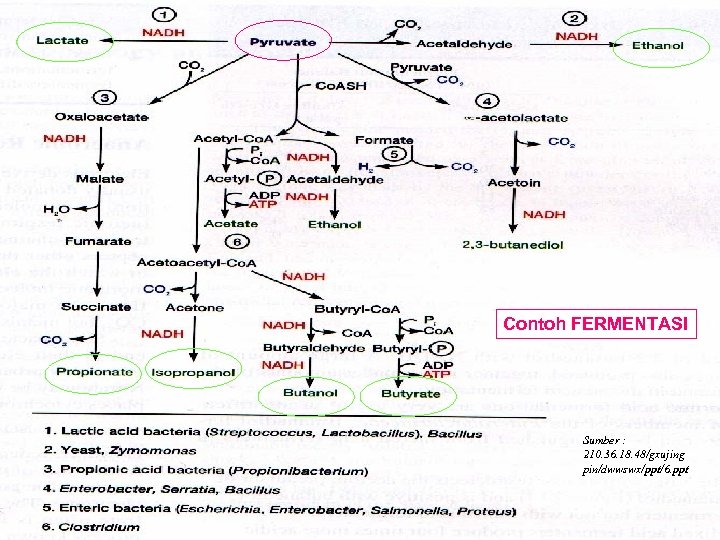 Contoh FERMENTASI Sumber : 210. 36. 18. 48/gxujing pin/dwwswx/ppt/6. ppt 