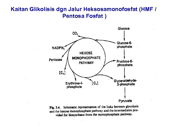 Kaitan Glikolisis dgn Jalur Heksosamonofosfat (HMF / Pentosa Fosfat ) 