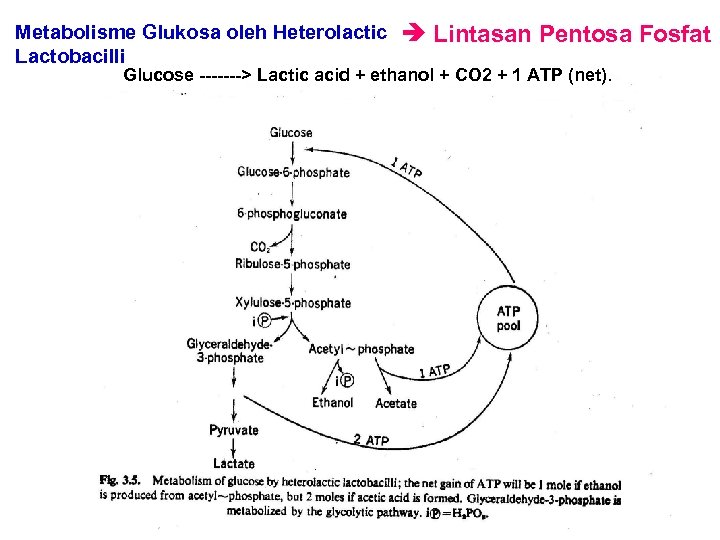 Metabolisme Glukosa oleh Heterolactic Lactobacilli Lintasan Pentosa Fosfat Glucose -------> Lactic acid + ethanol