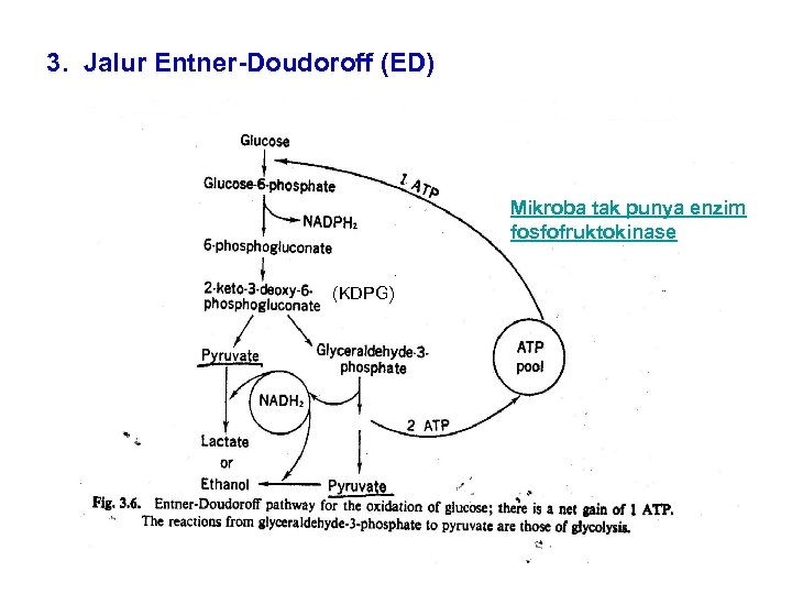 3. Jalur Entner-Doudoroff (ED) Mikroba tak punya enzim fosfofruktokinase (KDPG) 