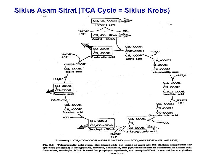 Siklus Asam Sitrat (TCA Cycle = Siklus Krebs) 