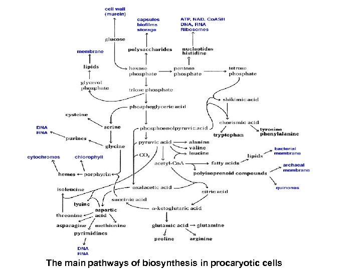 The main pathways of biosynthesis in procaryotic cells 