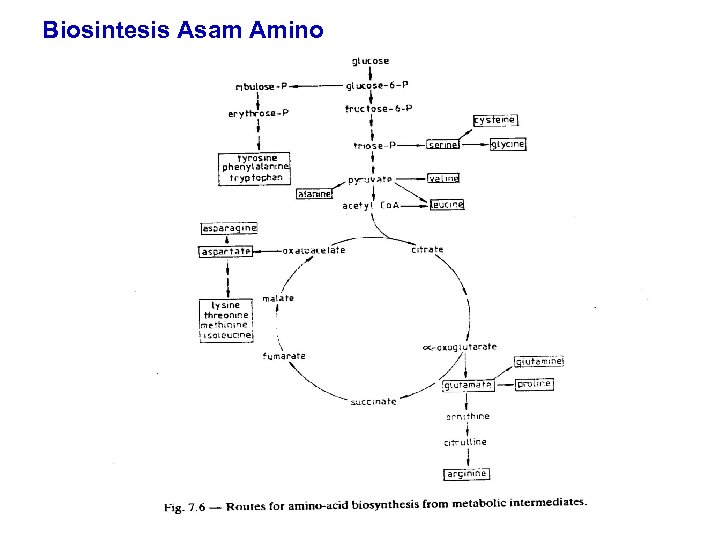 Biosintesis Asam Amino 