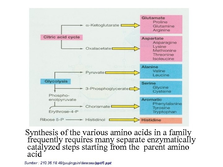  Synthesis of the various amino acids in a family frequently requires many separate