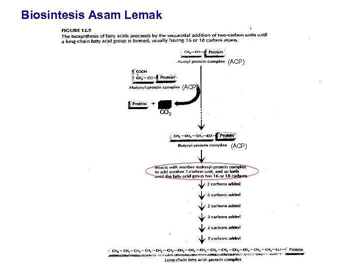 Biosintesis Asam Lemak (ACP) CO 2 (ACP) 