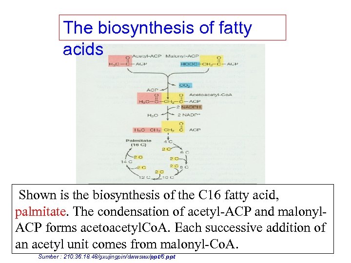 The biosynthesis of fatty acids Shown is the biosynthesis of the C 16 fatty