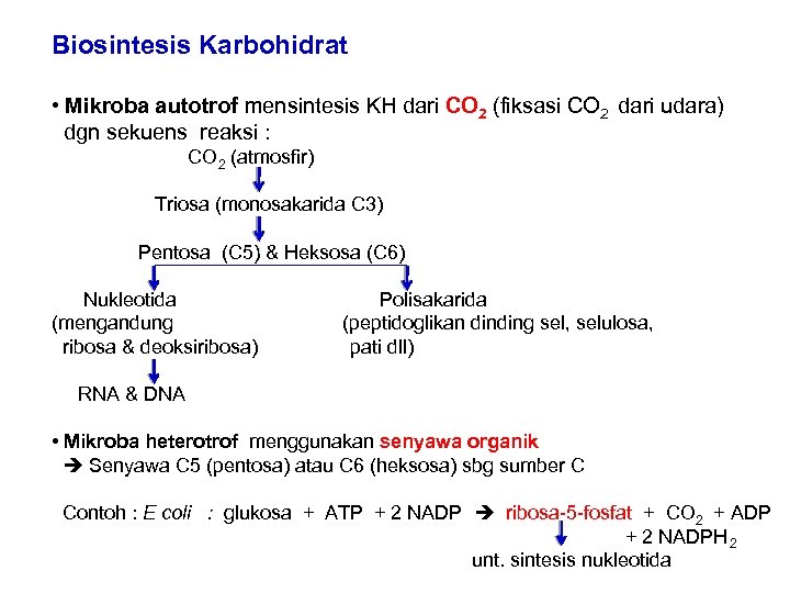 Biosintesis Karbohidrat • Mikroba autotrof mensintesis KH dari CO 2 (fiksasi CO 2 dari